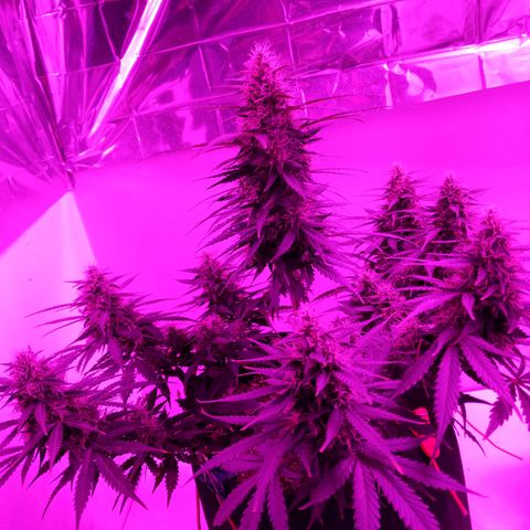 AC/DC growlog timeline photo