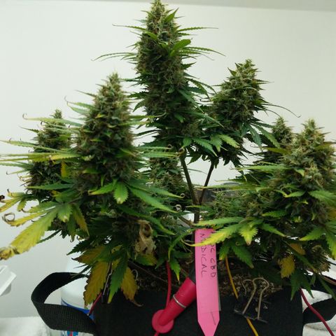 AC/DC growlog photo: Looking good ACDC thunderstruck