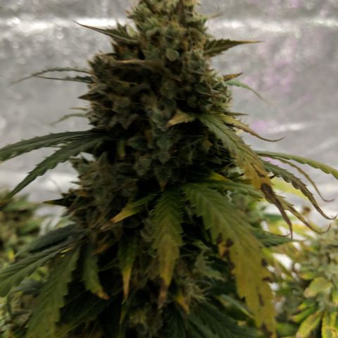 AC/DC growlog timeline photo