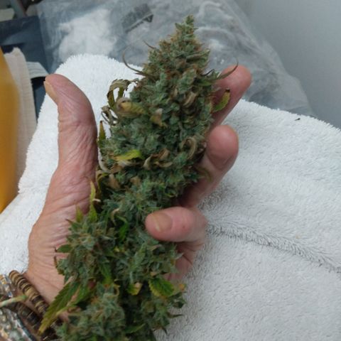AC/DC growlog photo: First trimmed bud