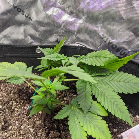 Super Lemon Haze growlog timeline photo