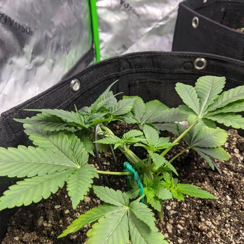 Super Lemon Haze growlog timeline photo