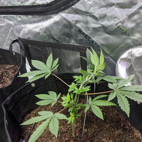 Gorilla Glue #4 growlog timeline photo