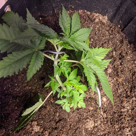 Critical +2 growlog timeline photo
