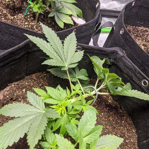 Moby-D growlog timeline photo