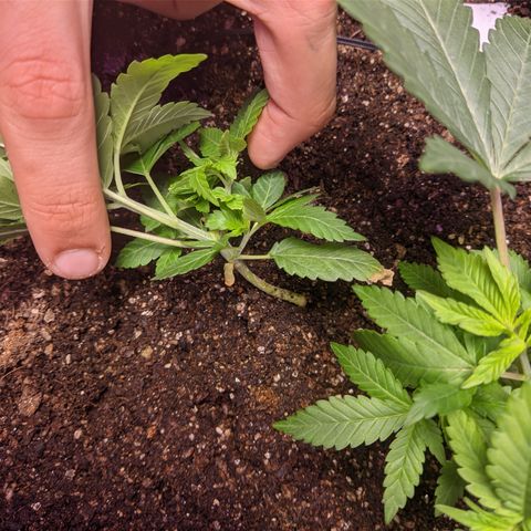 Moby-D growlog timeline photo