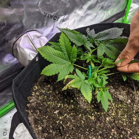 Super Lemon Haze growlog photo: Após poda top e treinamento lst