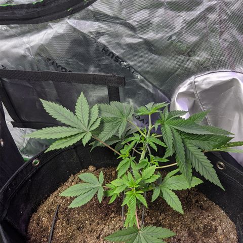 Gorilla Glue #4 growlog timeline photo
