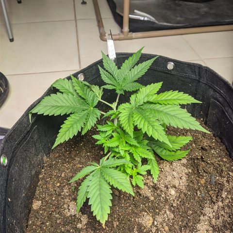 Critical +2 growlog timeline photo
