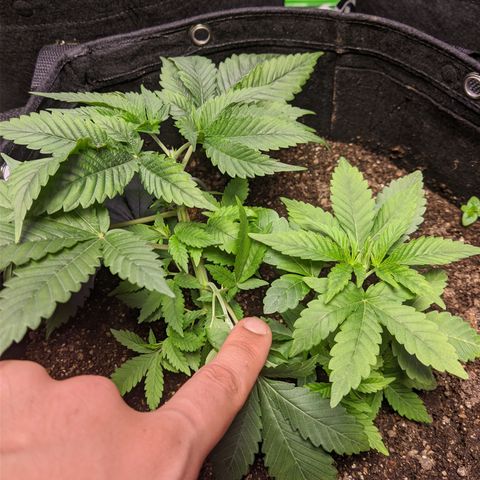 Moby-D growlog timeline photo