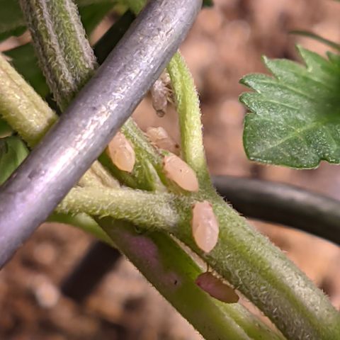 Super Lemon Haze growlog photo: Moscas brancas, amanhã começará insecticida 