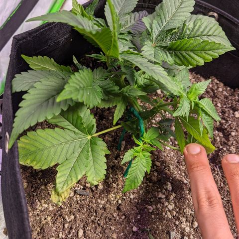 Super Lemon Haze growlog timeline photo