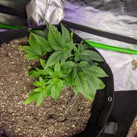 Super Lemon Haze growlog timeline photo