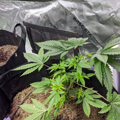 Gorilla Glue #4 growlog timeline photo