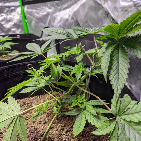 Gorilla Glue #4 growlog timeline photo