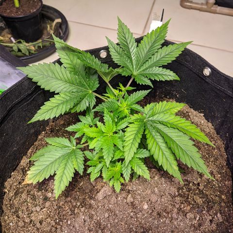 Critical +2 growlog timeline photo