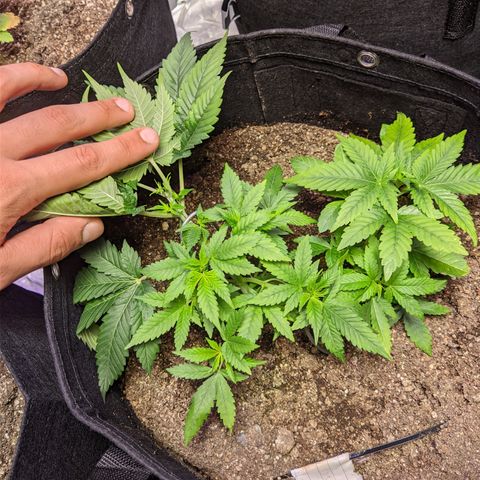 Moby-D growlog timeline photo