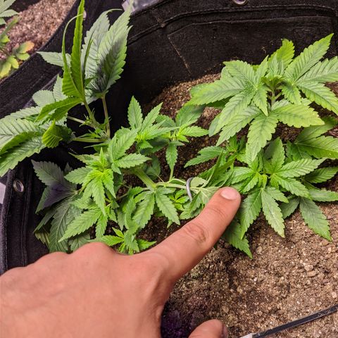 Moby-D growlog timeline photo