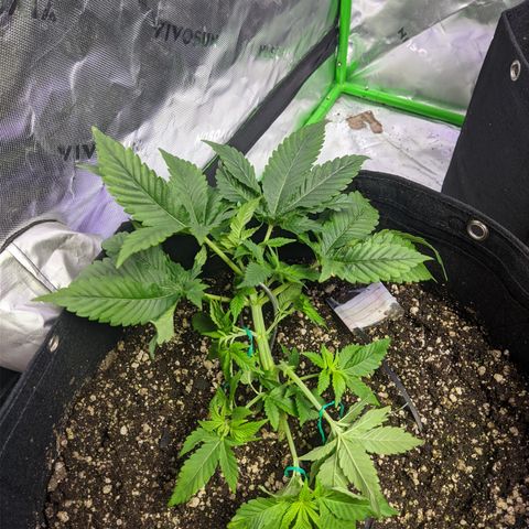 Super Lemon Haze growlog photo: Lst