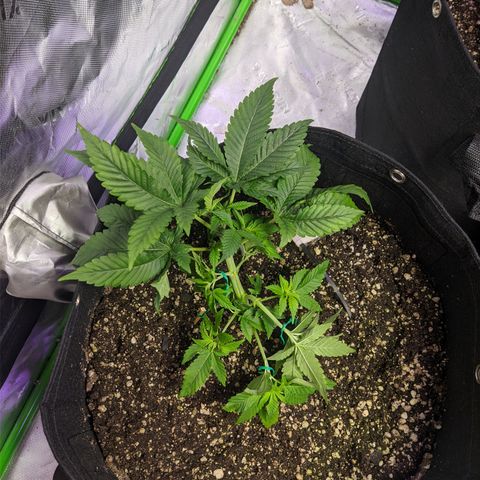 Super Lemon Haze growlog photo: Lst