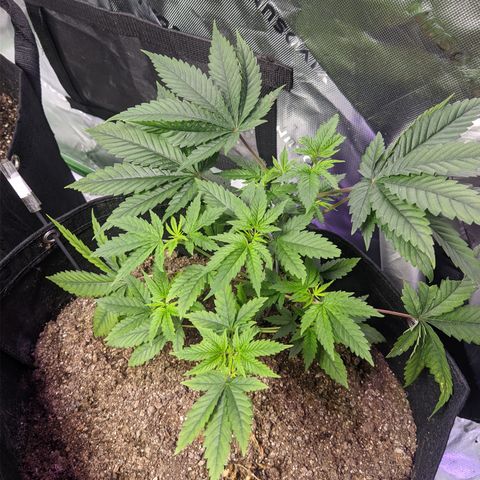 Gorilla Glue #4 growlog photo: Lst