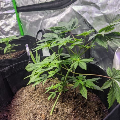 Gorilla Glue #4 growlog photo: Lst