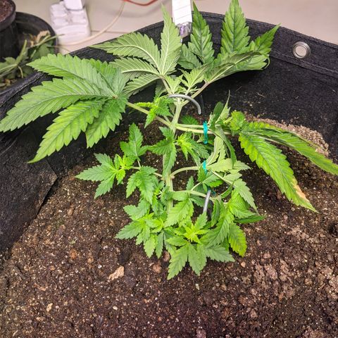 Critical +2 growlog photo: Lst
