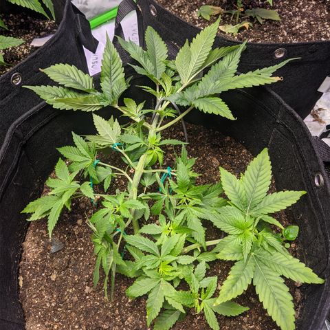 Moby-D growlog photo: Lst