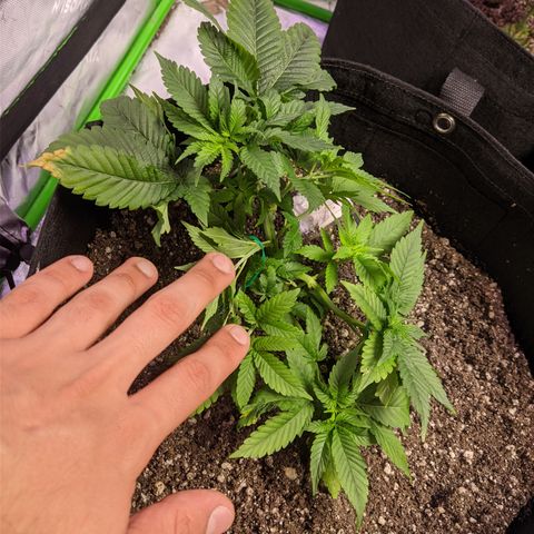 Super Lemon Haze growlog timeline photo