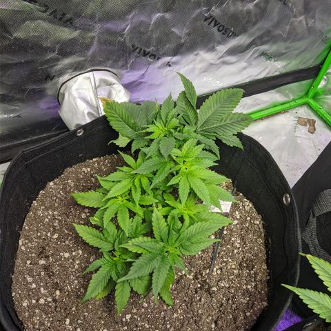 Super Lemon Haze growlog timeline photo