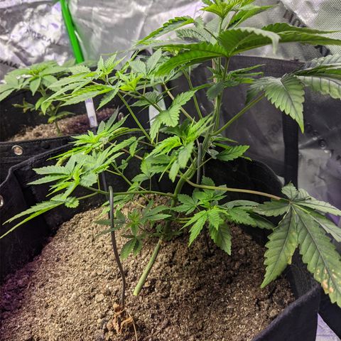 Gorilla Glue #4 growlog timeline photo