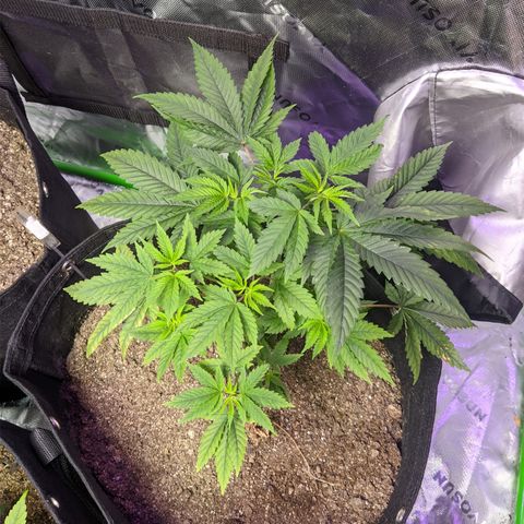 Gorilla Glue #4 growlog timeline photo