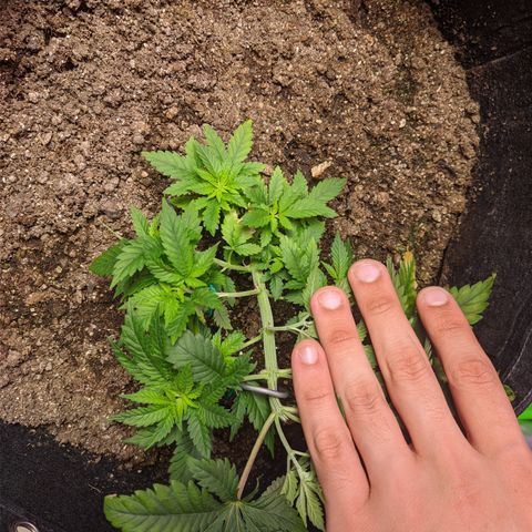Critical +2 growlog timeline photo