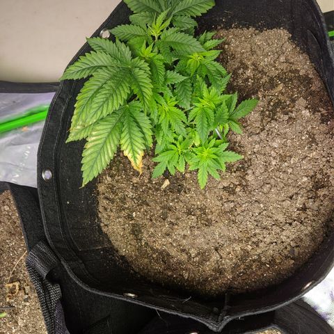 Critical +2 growlog timeline photo