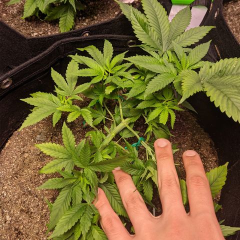 Moby-D growlog timeline photo