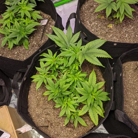 Moby-D growlog timeline photo