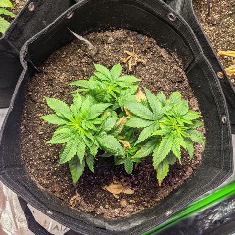 Super Lemon Haze growlog timeline photo