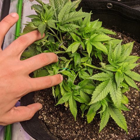 Super Lemon Haze growlog timeline photo