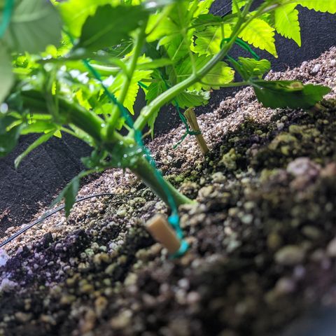 Super Lemon Haze growlog timeline photo