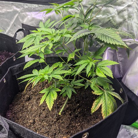 Gorilla Glue #4 growlog timeline photo