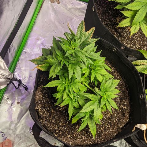 Super Lemon Haze growlog timeline photo
