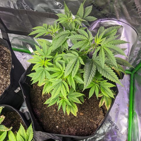 Gorilla Glue #4 growlog timeline photo