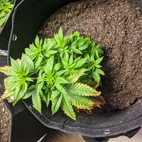 Critical +2 growlog timeline photo