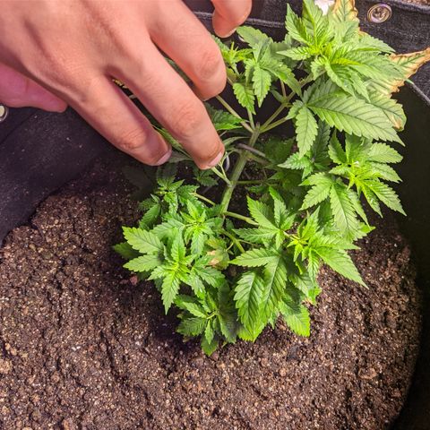 Critical +2 growlog timeline photo