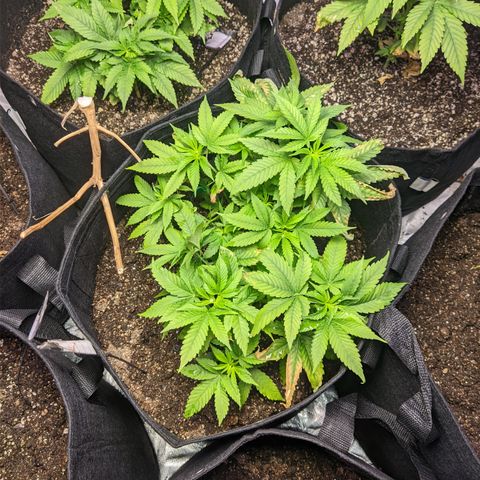 Moby-D growlog timeline photo
