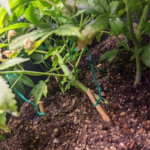 Moby-D growlog timeline photo