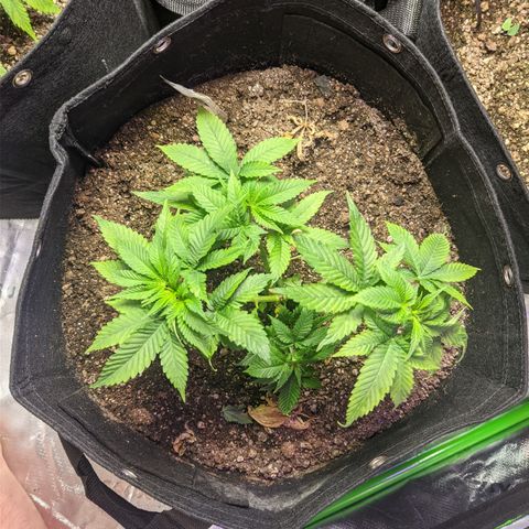 Super Lemon Haze growlog timeline photo