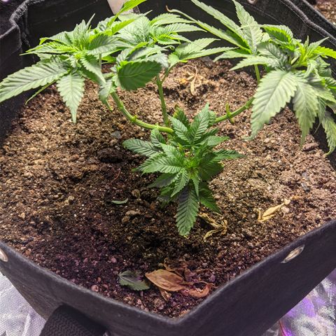 Super Lemon Haze growlog timeline photo