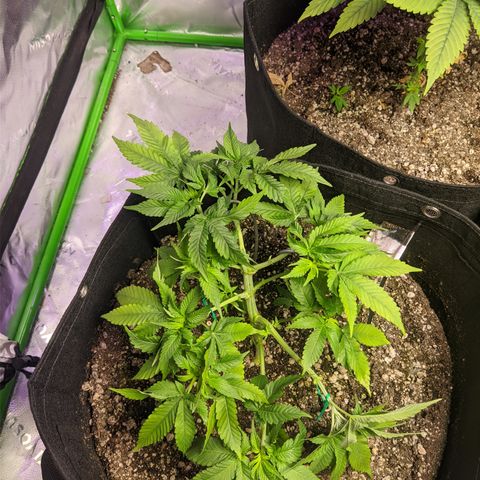 Super Lemon Haze growlog timeline photo