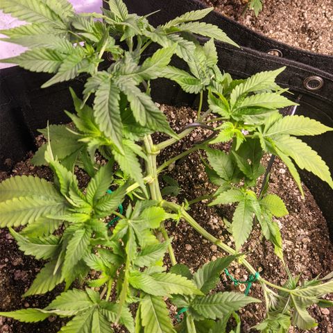 Super Lemon Haze growlog timeline photo